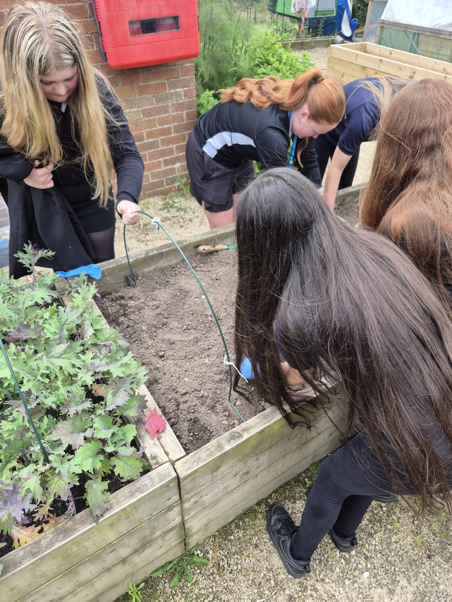 RSPCA Planting Broccoli