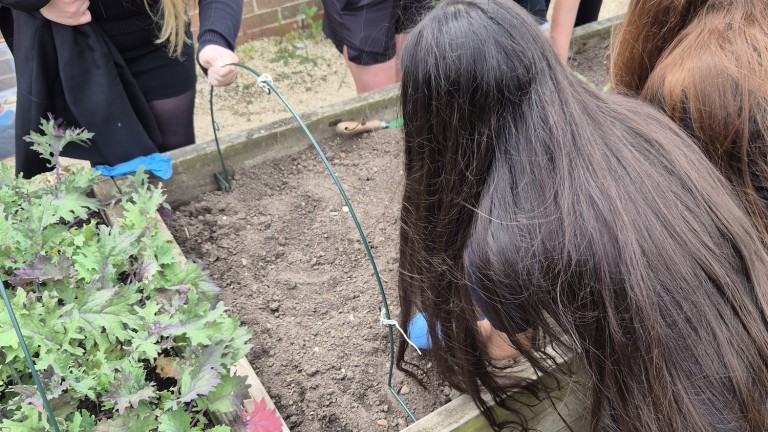 RSPCA Planting Broccoli